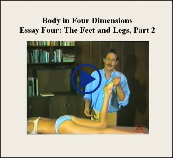 Essay Four The Feet And Legs Part Two