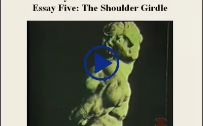 Essay Five The Shoulder Girdle
