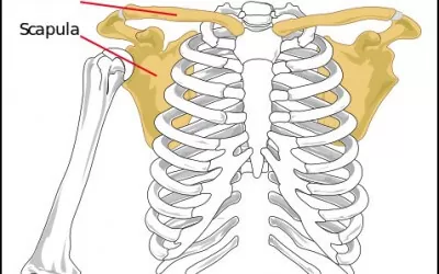 Shoulder girdle workshop December 5-6-2015
