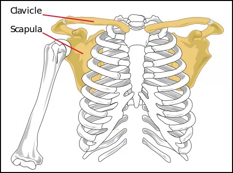 Shoulder girdle workshop December 5-6-2015