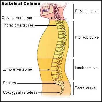 Spine clinic workshop December 12-13-2015