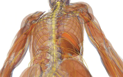 Anatomy & Physiology For Bodyworkers