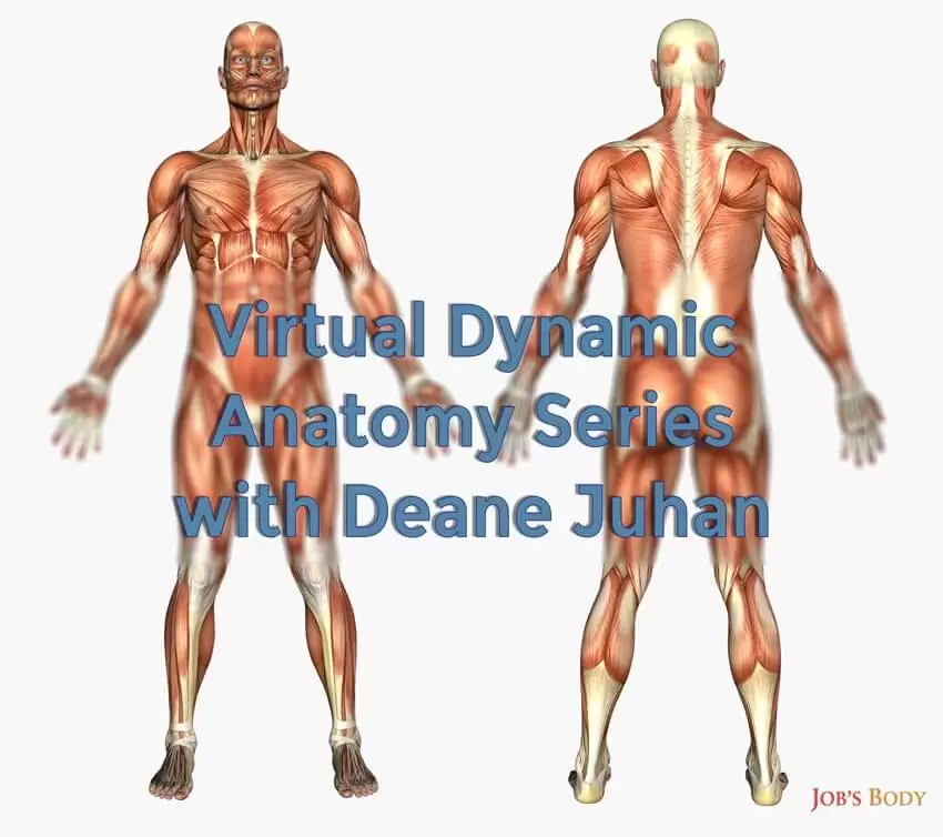 Virtual Dynamic Anatomy Series with Deane Juhan
