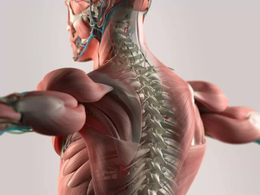 Deane Juhan's October Webinar Schedule - 3D image of human's muscles