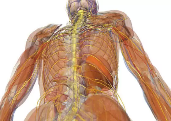 Deane Juhan - Hands and Arms Somatic Movement Therapy - Body Muscles