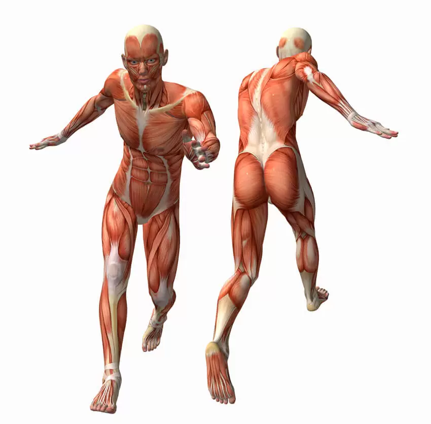 Deane Juhan - Feet and Legs Somatic Movement Therapy - Human Muscles