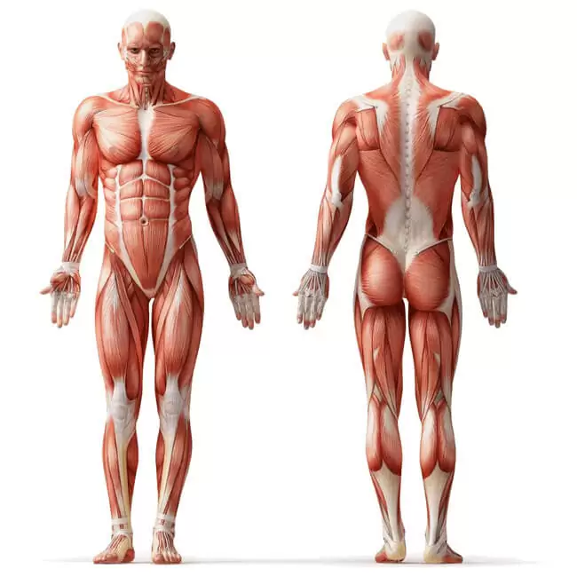 Deane Juhan - Putting It All Together - Human Muscles