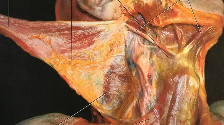 Carla Stecco, Functional Atlas of the Human Fascial System; copyright Elsevier Ltd., published 2015. Deane Juhan - Connective Tissue - Ligaments - Carla Stecco, Functional Atlas of the Human Fascial System; copyright Elsevier Ltd., published 2015.